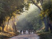 Le Mozambique réduit ses émissions de CO2 et reçoit 5 millions d’euros