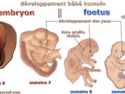 Pourquoi le fœtus ne se noie pas dans le liquide amniotique